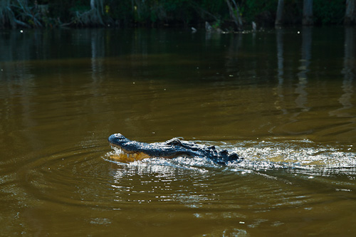 New Orleans Vacation 2011 New Orleans Vacation 2011