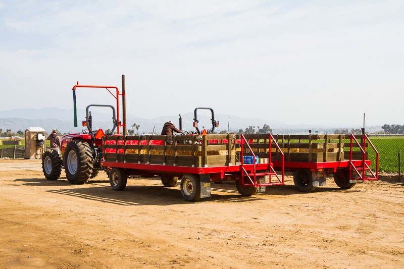 California Strawberry Field Trip California Strawberry Field Trip
