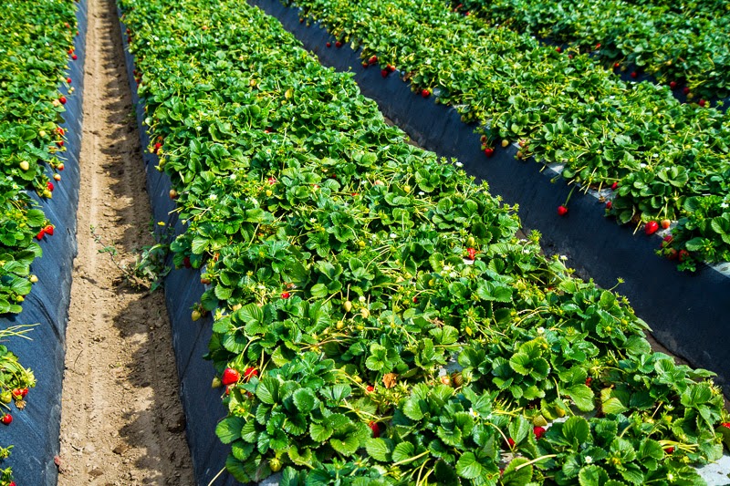 California Strawberry Field Trip California Strawberry Field Trip