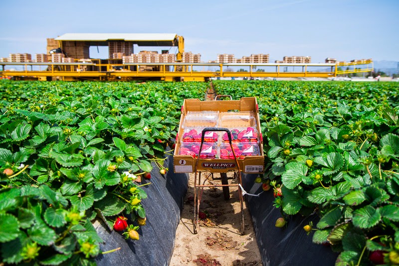 California Strawberry Field Trip California Strawberry Field Trip
