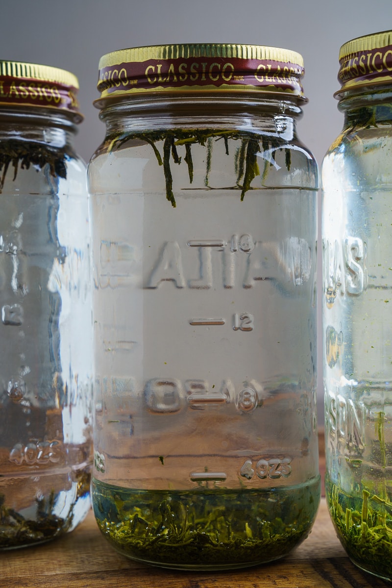 Cold Brewed Iced Tea Cold Brewed Iced Tea