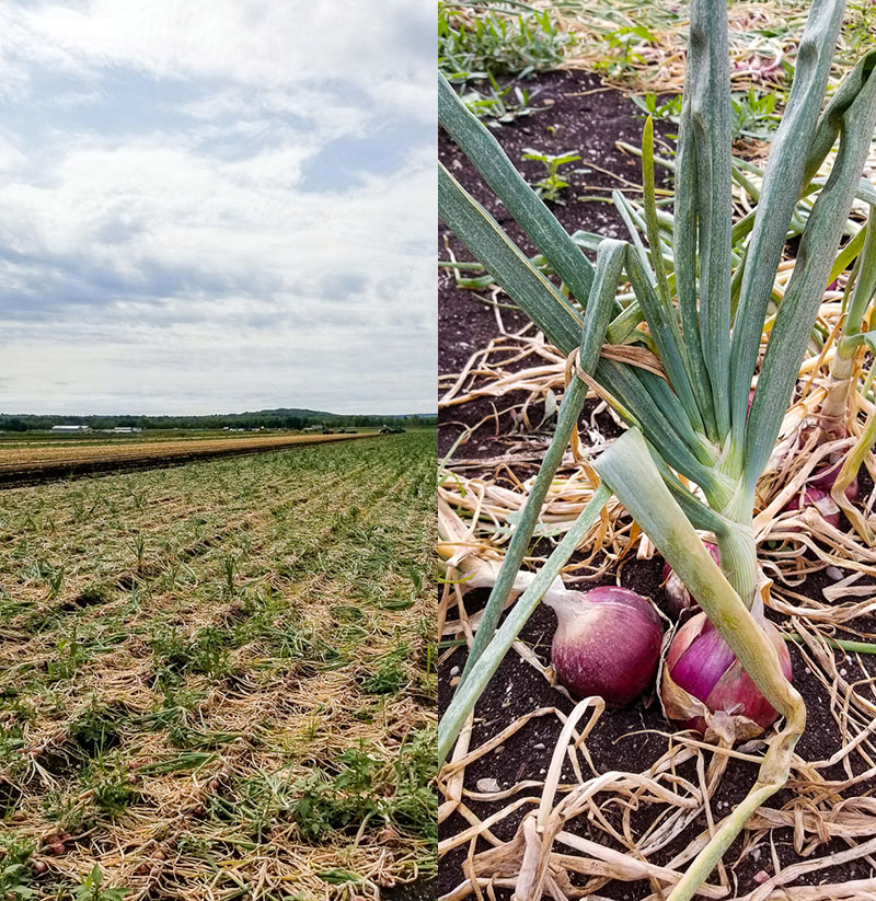 Hillside Gardens Hillside Gardens