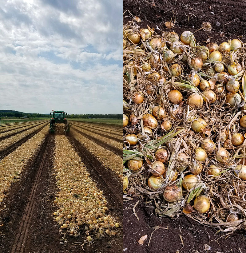 Hillside Gardens Hillside Gardens